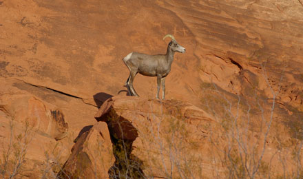 Valley of Fire